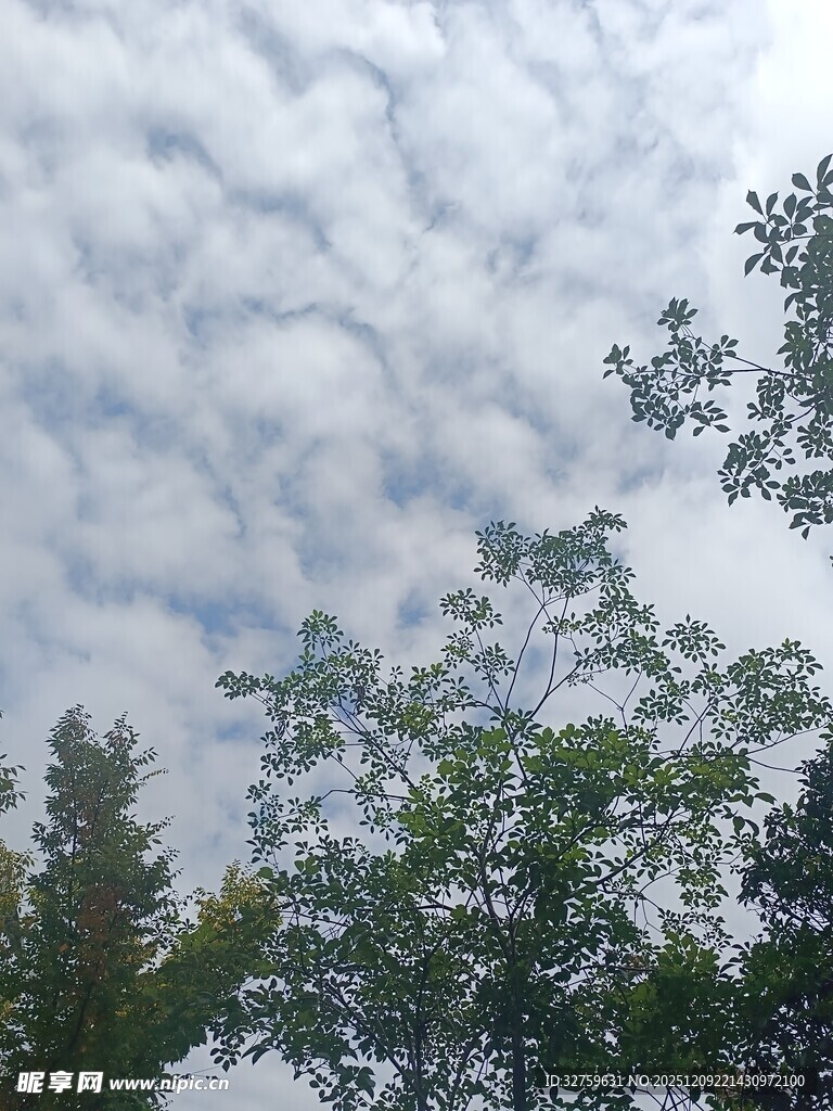 蓝天白云下的葱郁树木