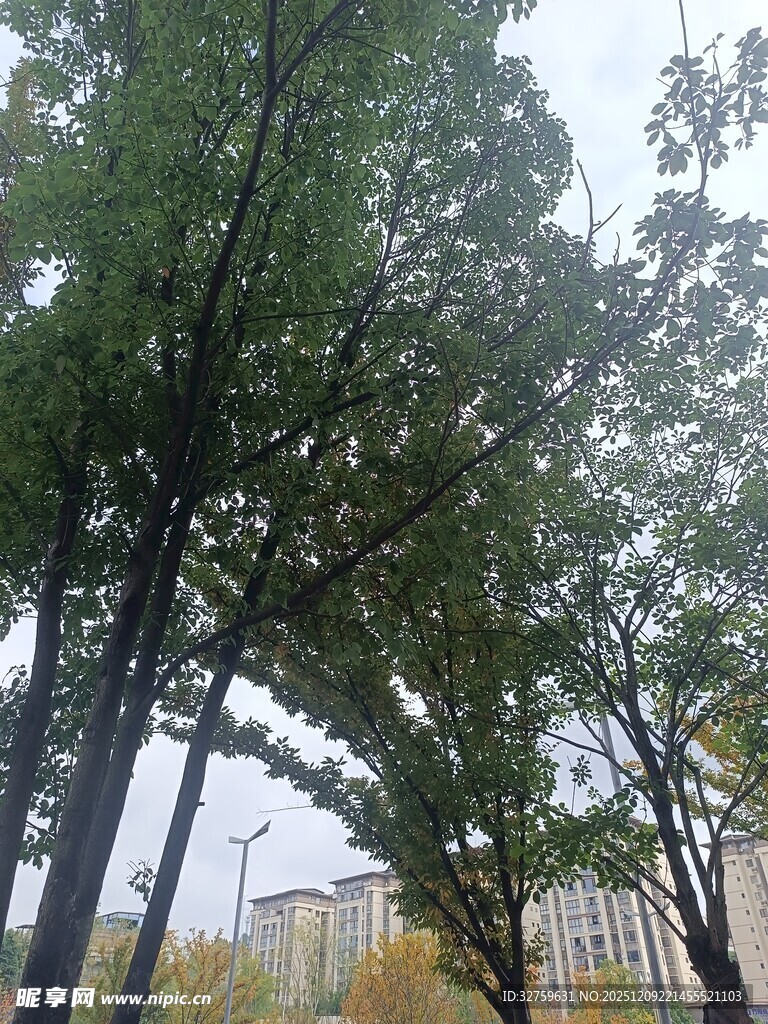 雨中葱郁树木景观