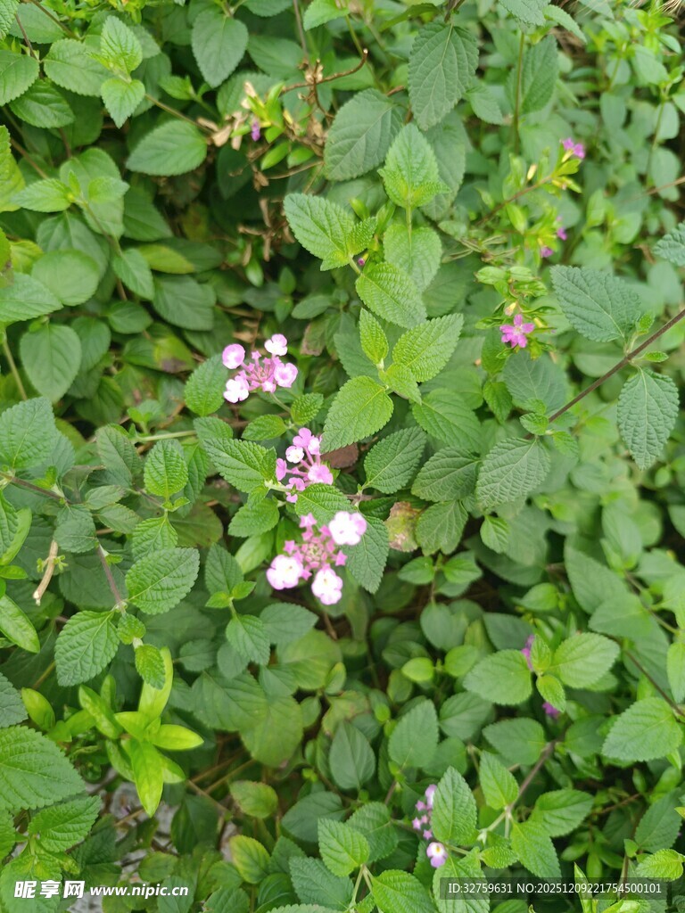 绿叶丛中的粉嫩小花