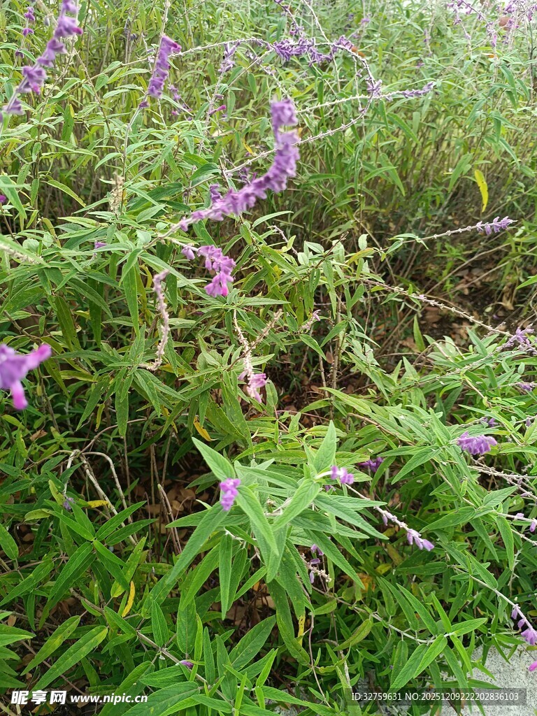 紫色野花与绿叶的景致