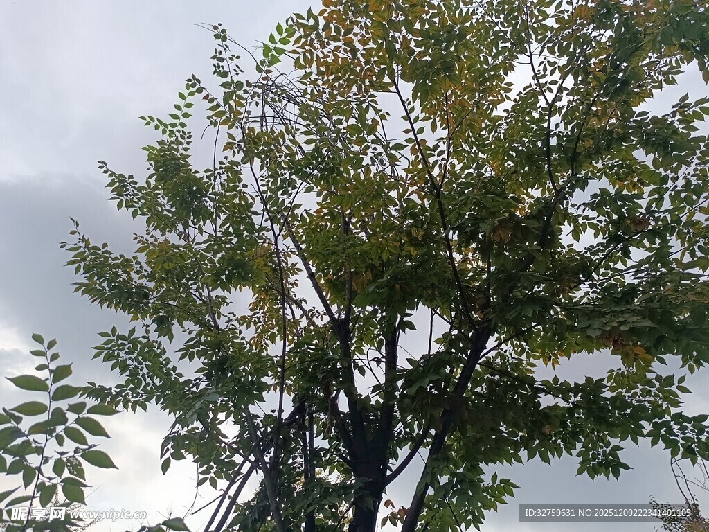 天空下的繁茂绿树