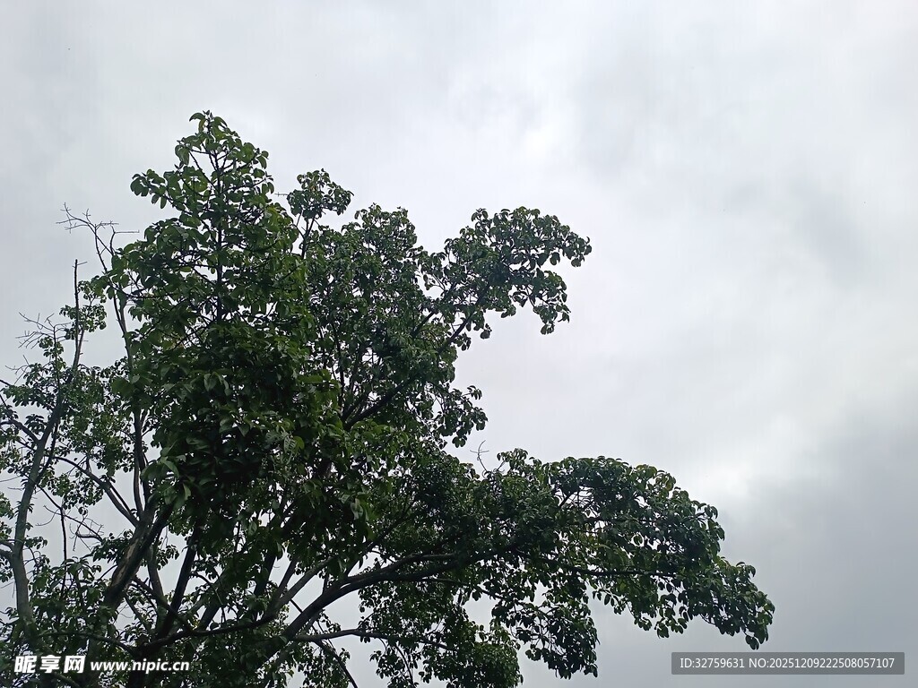 天空下的繁茂绿树