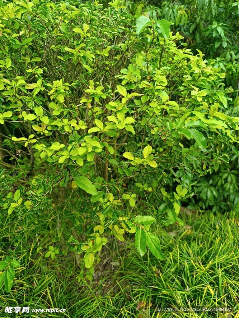 翠绿繁茂的灌木丛景观