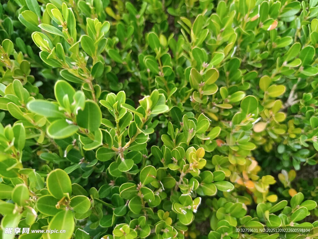 翠绿繁茂的灌木丛