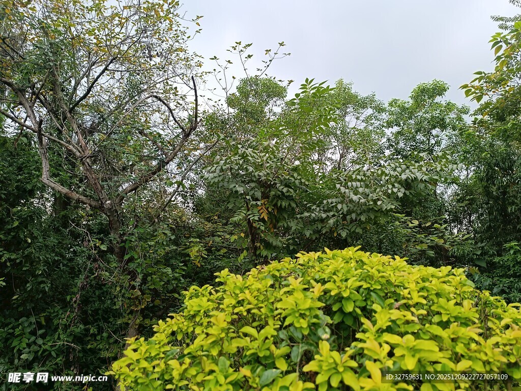 绿意盎然的繁茂植物景观
