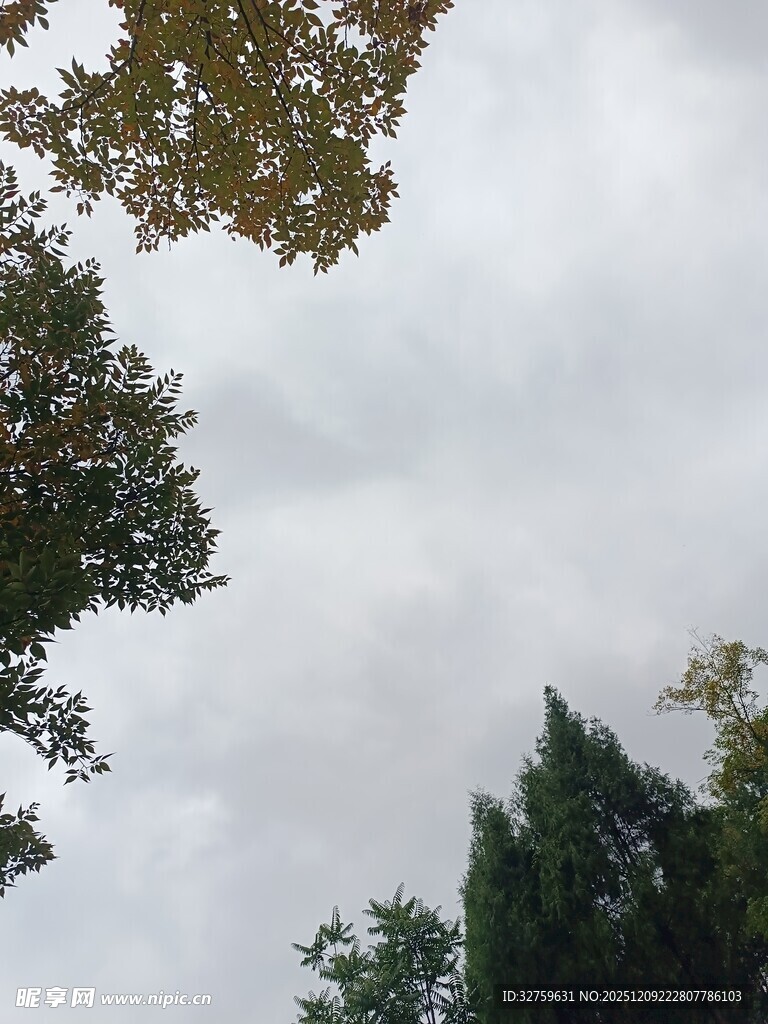 仰视天空中的茂密树木