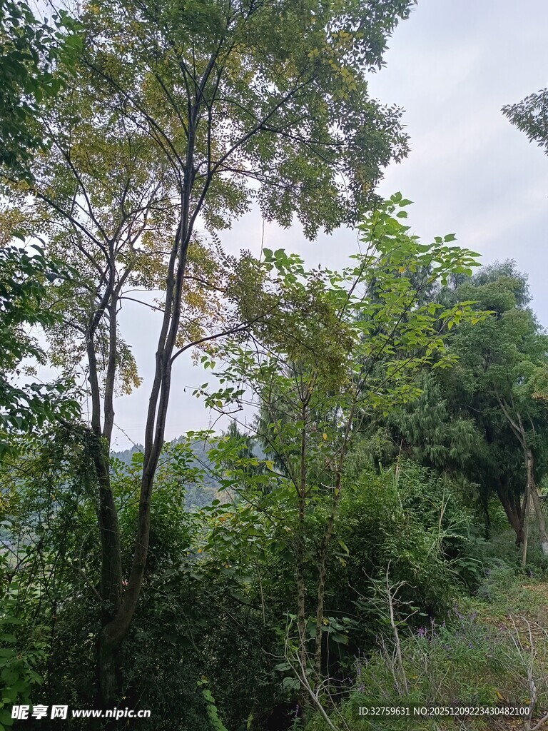 山林间繁茂的绿树景观