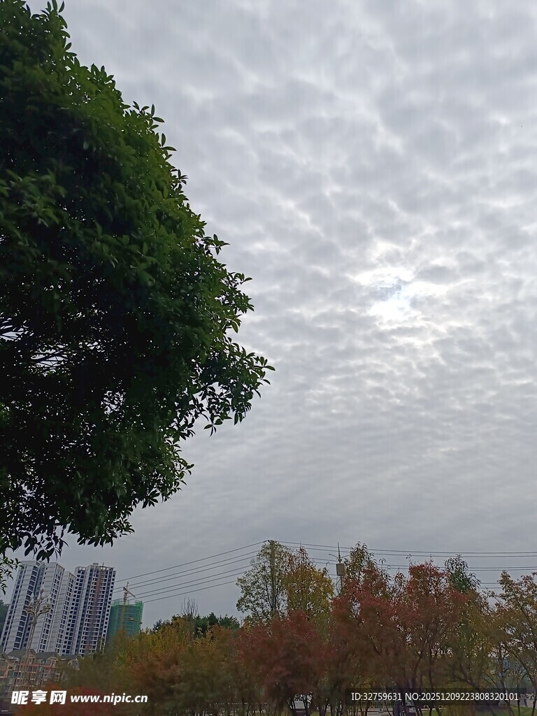 秋日大树与城市天际景观