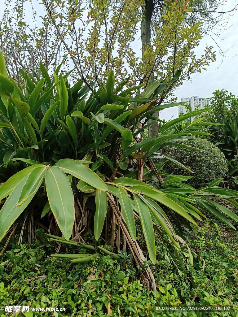 翠绿阔叶植物生机勃勃