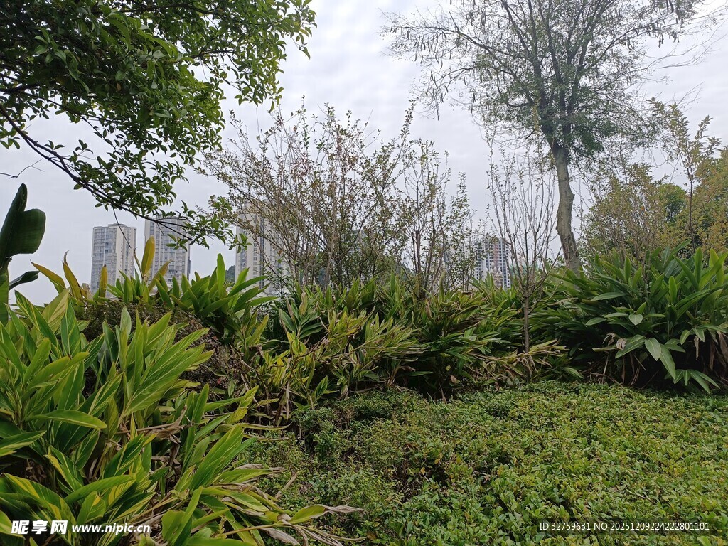 城市中的绿意盎然植物景观