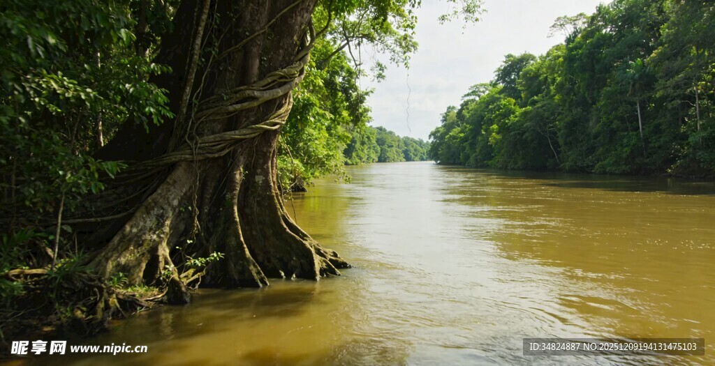 河畔古树悠悠绿水之景