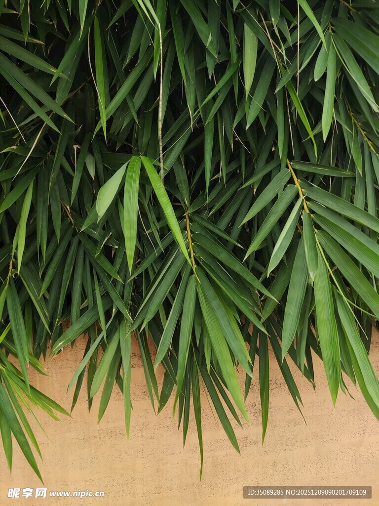翠绿竹叶靠墙生长