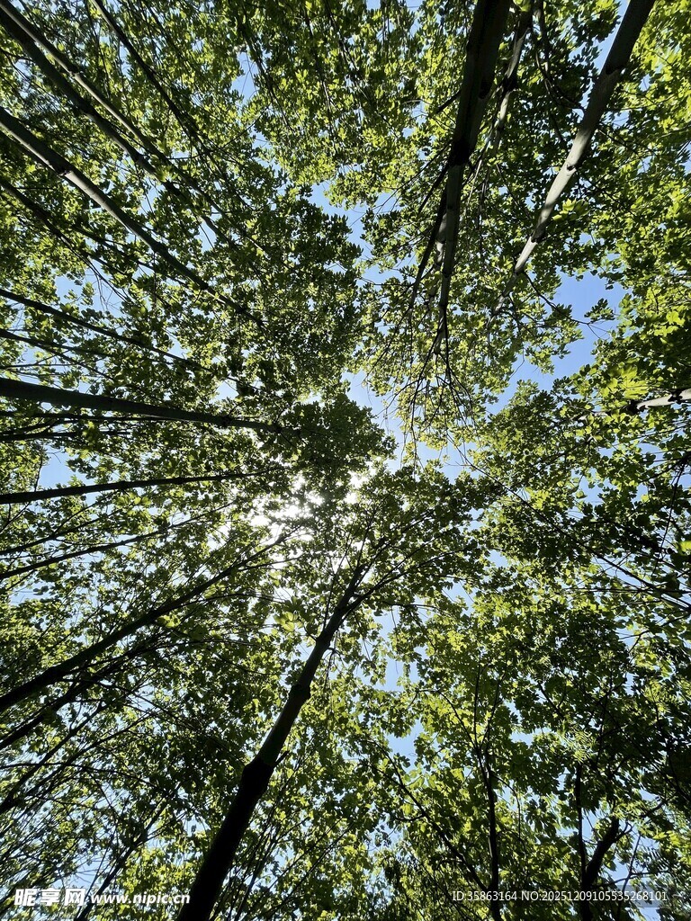 仰望茂密森林树冠