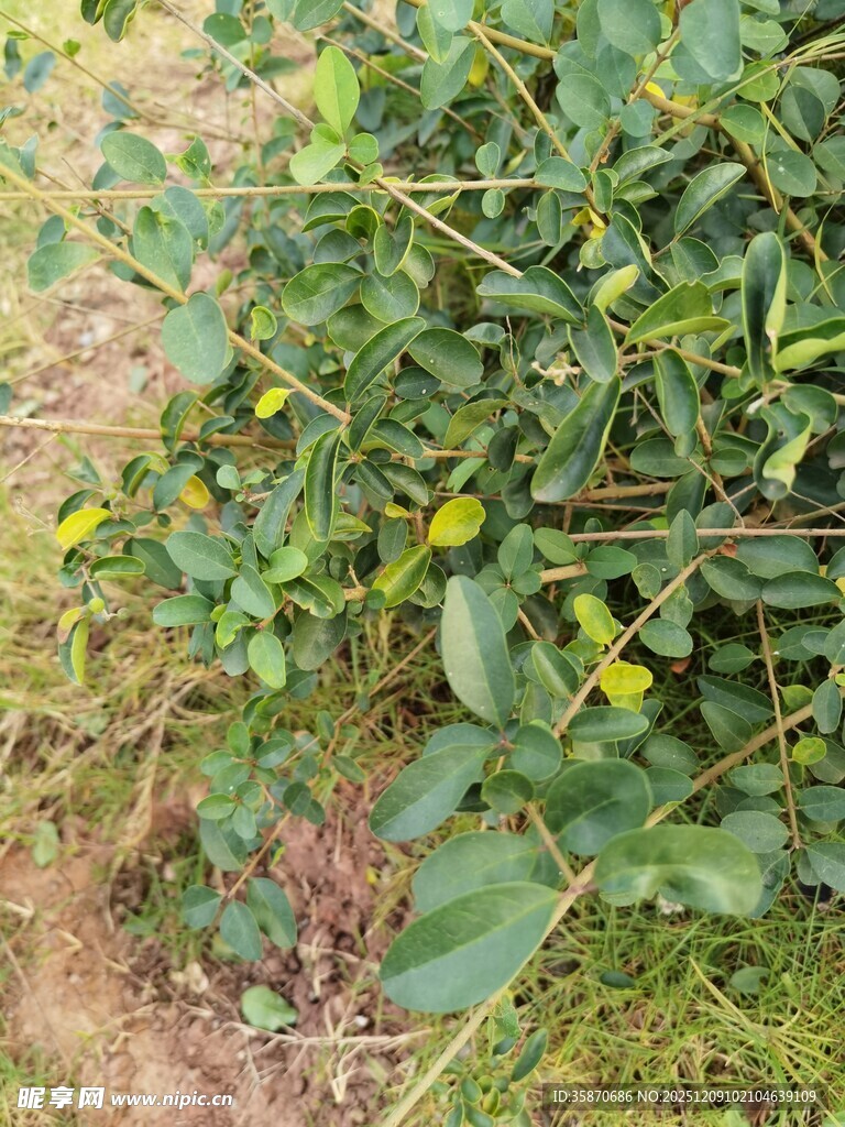 绿叶间的黄色小花