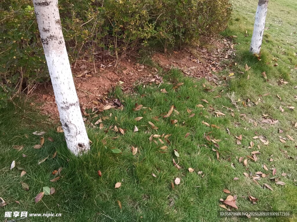 草地旁的白桦树干