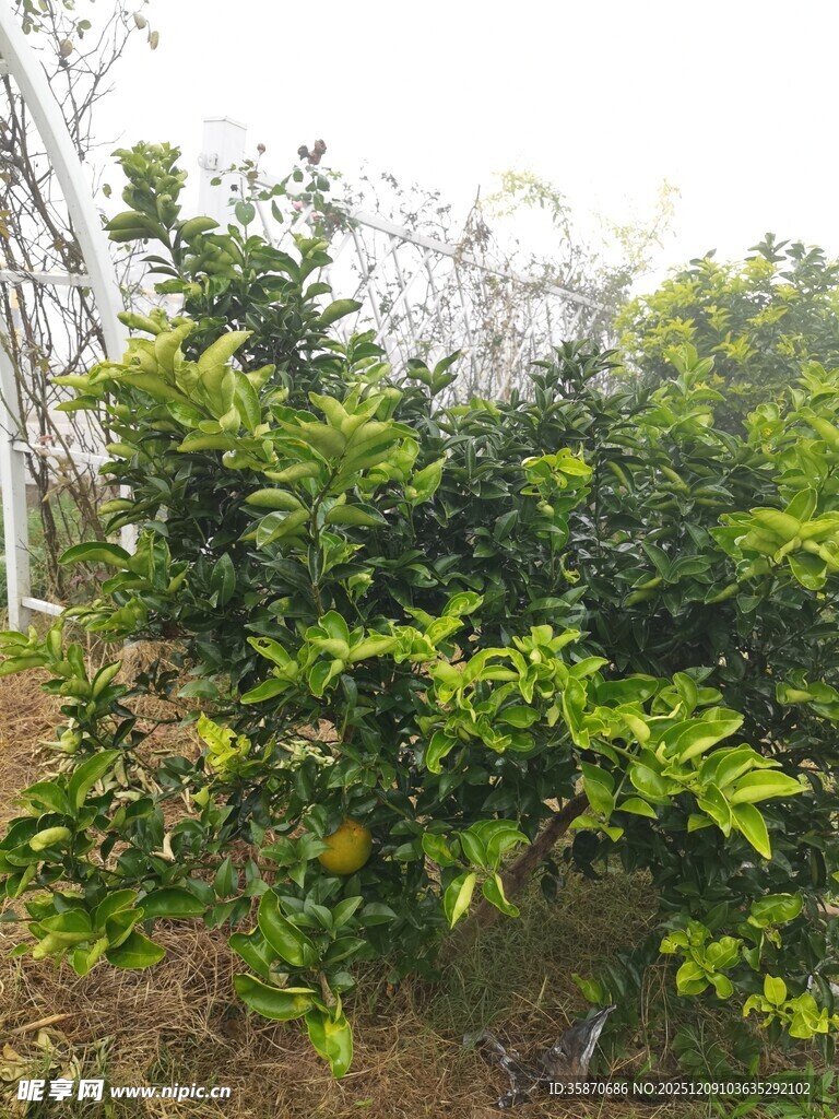 柑橘种植园景象