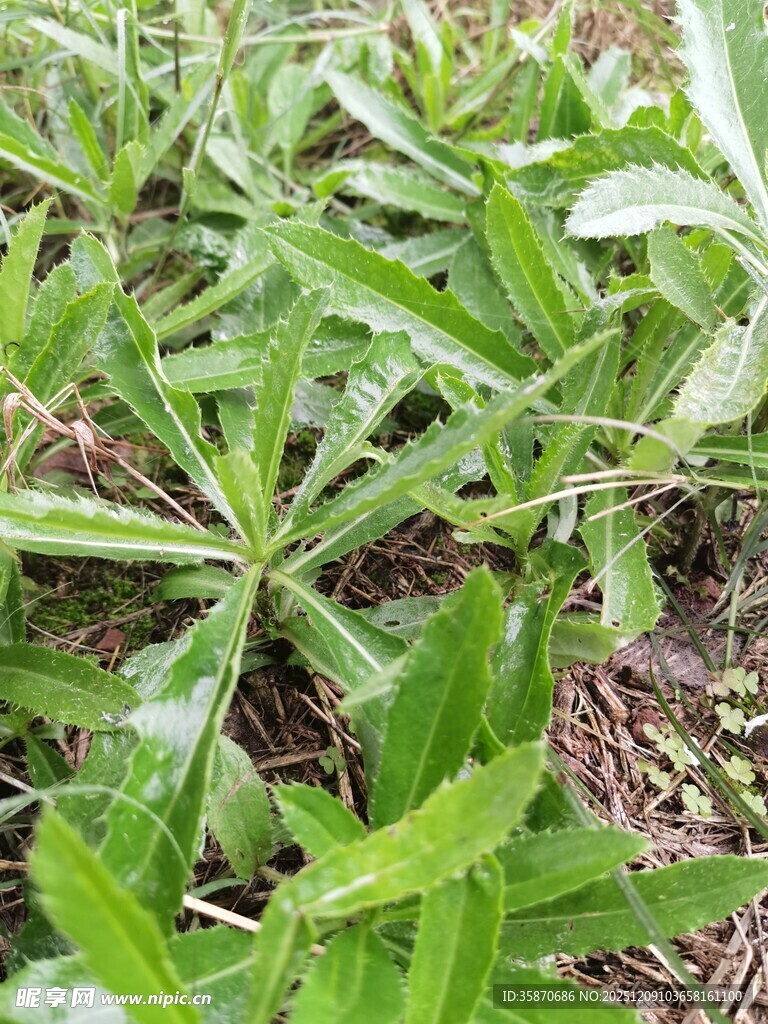 嫩绿丛生野草特写