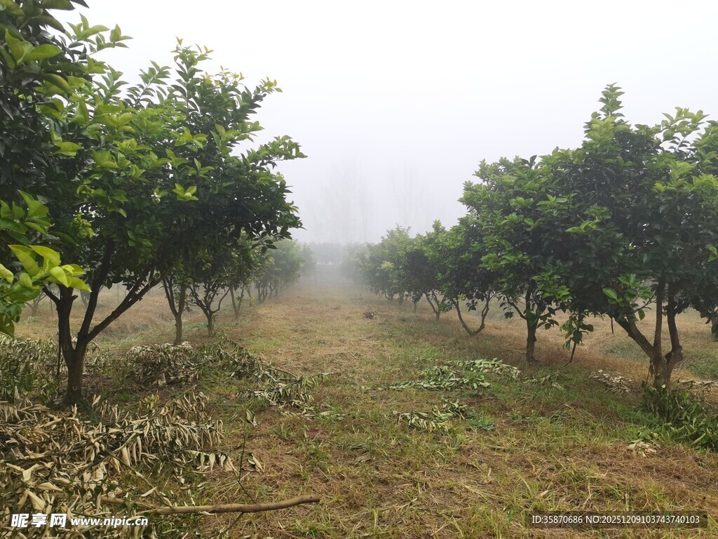 雾中果园静谧的田园风光