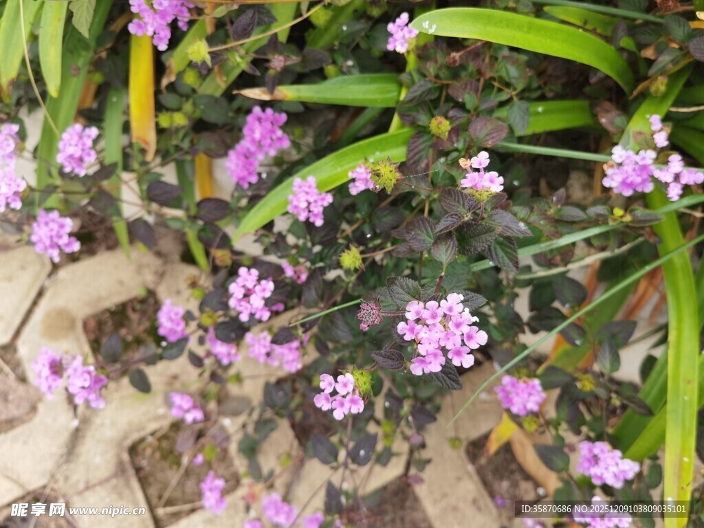 石缝间绽放的紫色小花