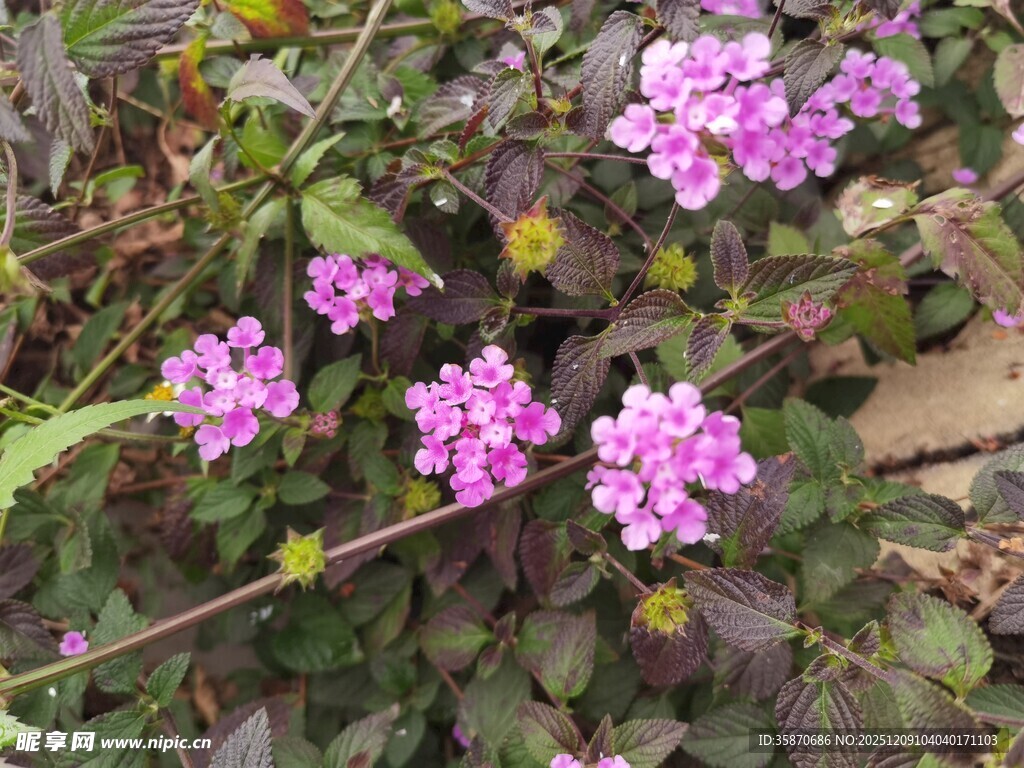 娇艳紫色小花绽放绿叶间