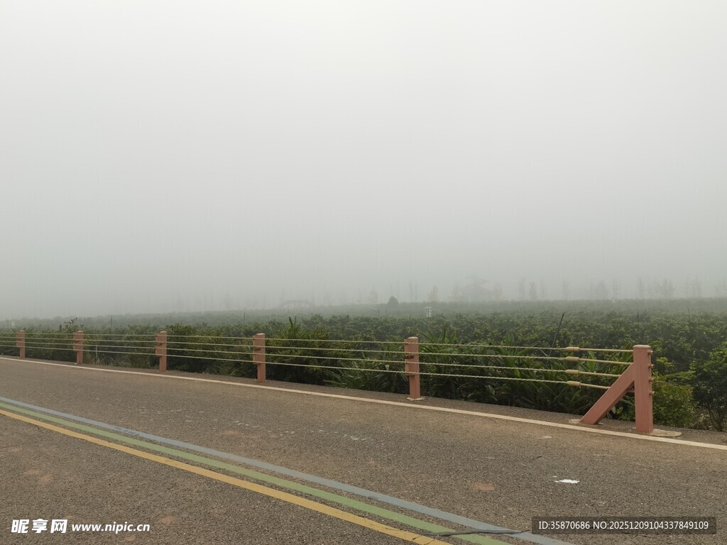 雾中公路旁的绿植景观