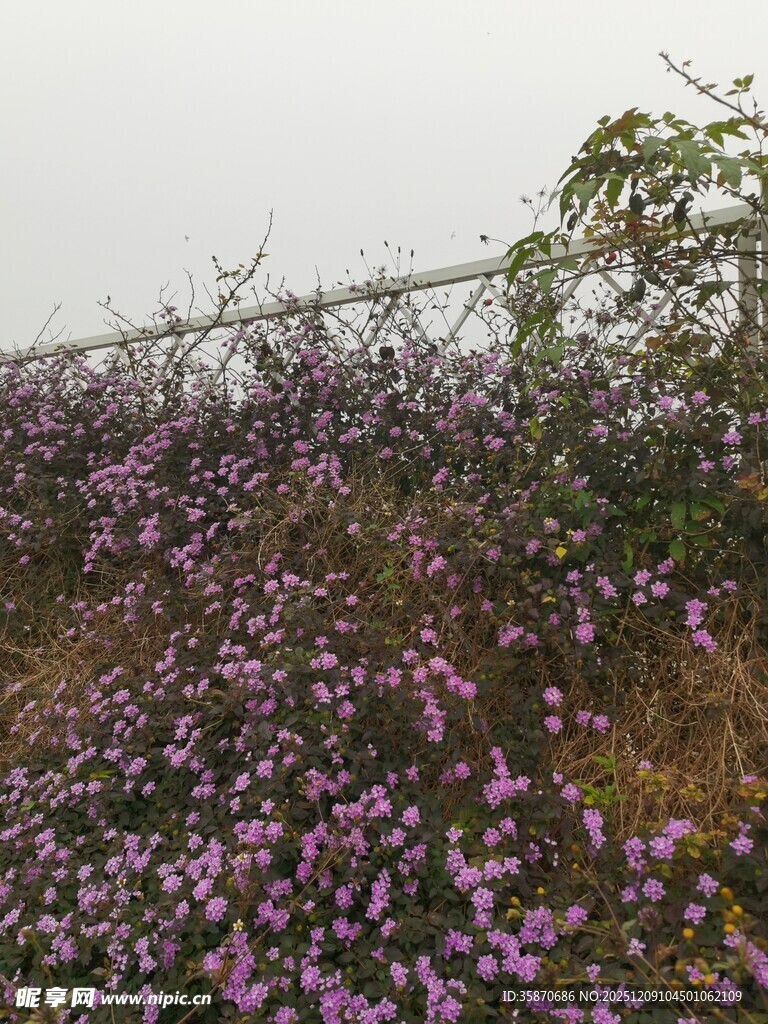 山坡上绽放的紫色小花