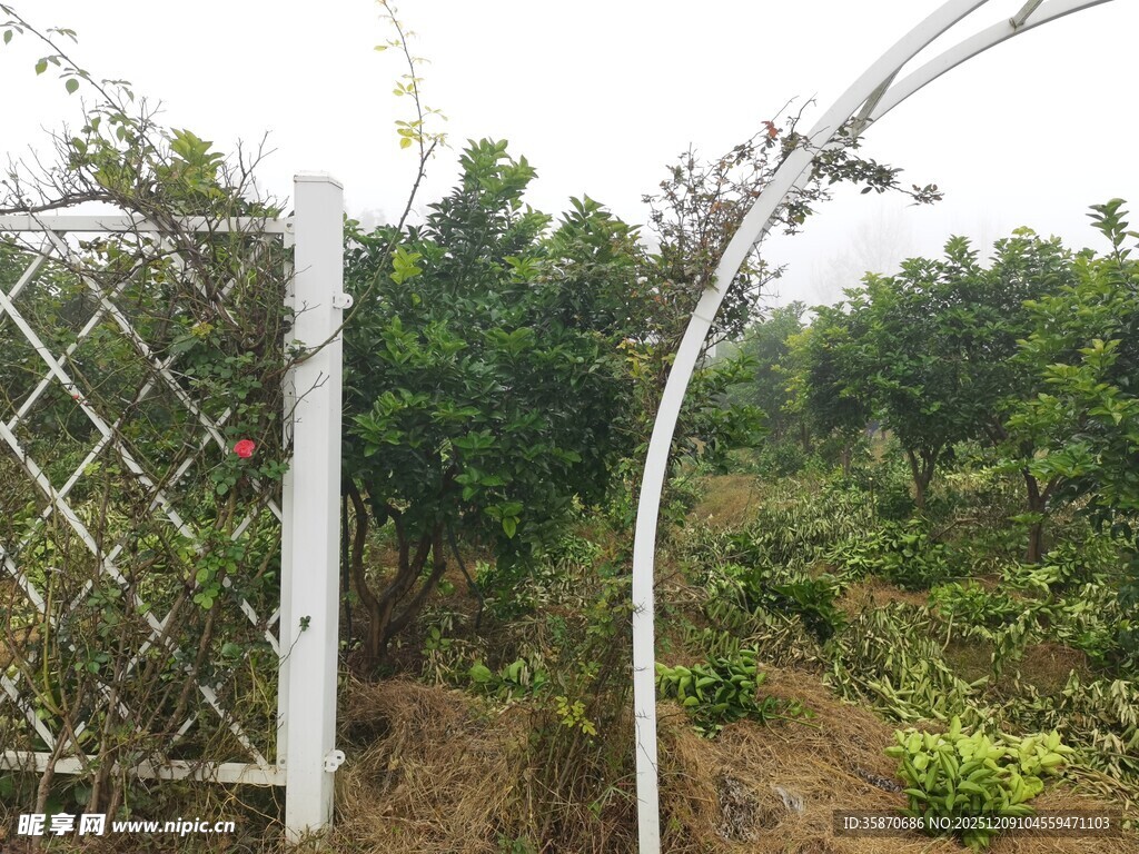 田园围栏旁的绿色植物景观