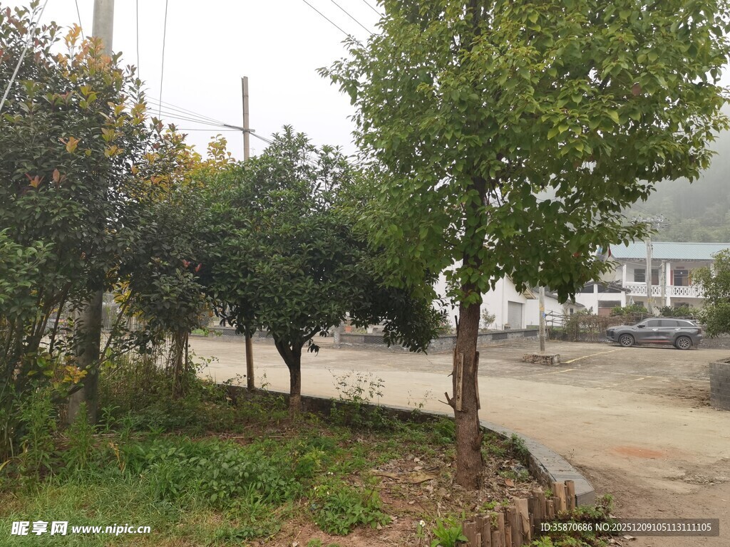 路边绿树成排景观