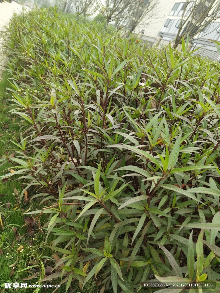 茂密绿植景观