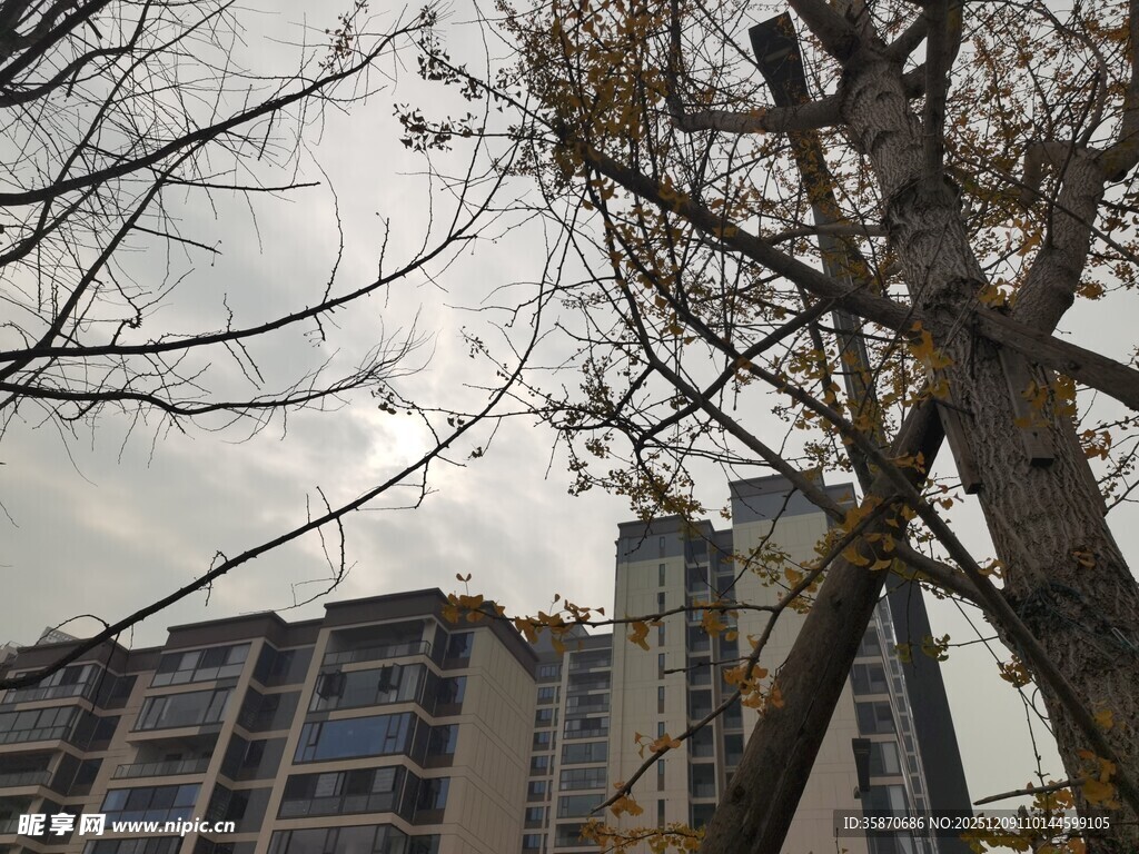 修剪树木旁的高层住宅楼