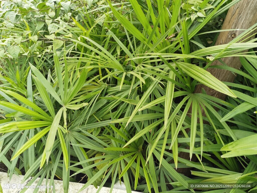 翠绿龙血树植物特写