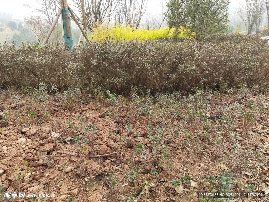 荒地景象植被稀疏待开发