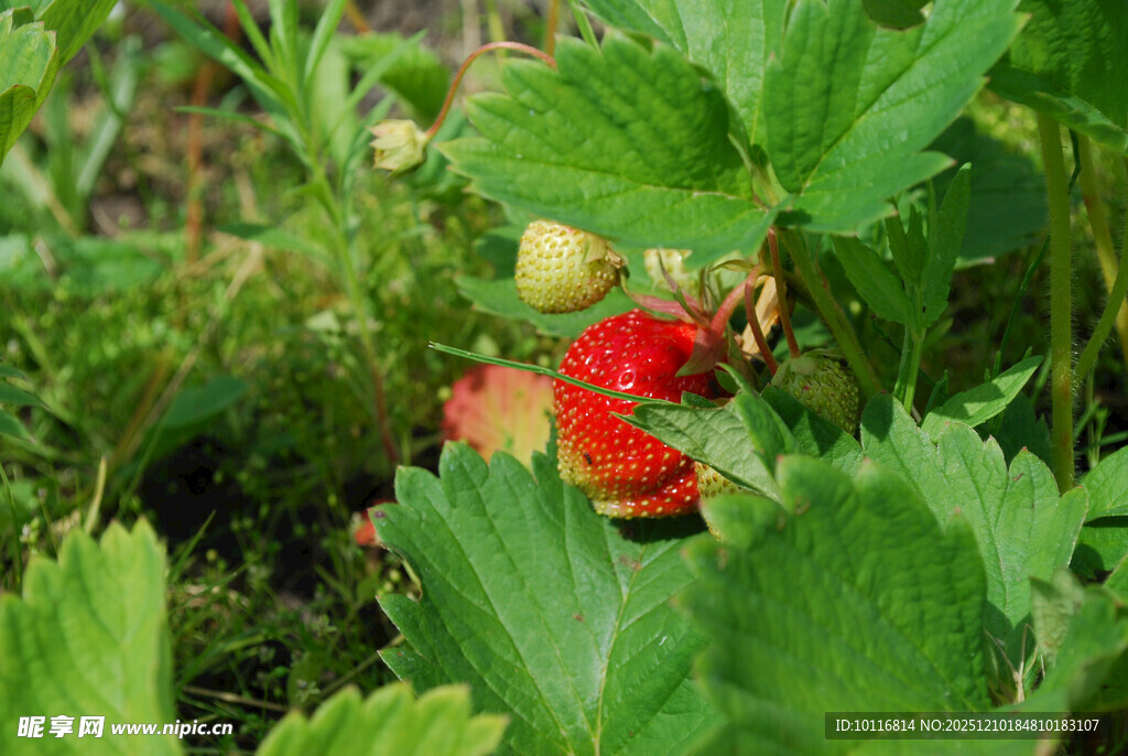 草莓