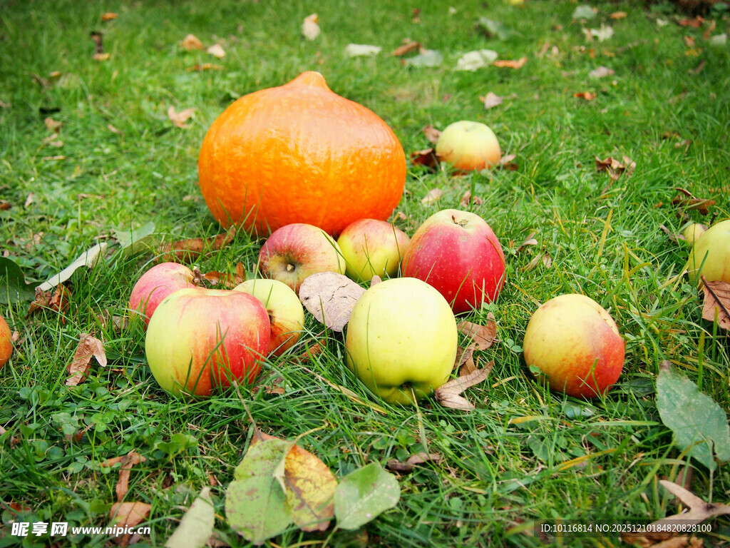 南瓜苹果