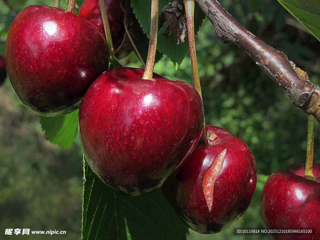 红樱桃