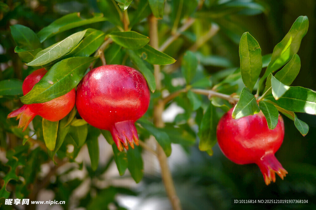 红石榴