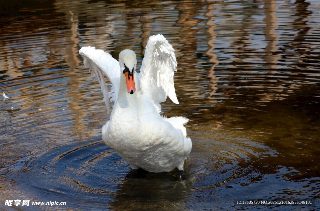 天鹅水中优雅舒展身姿