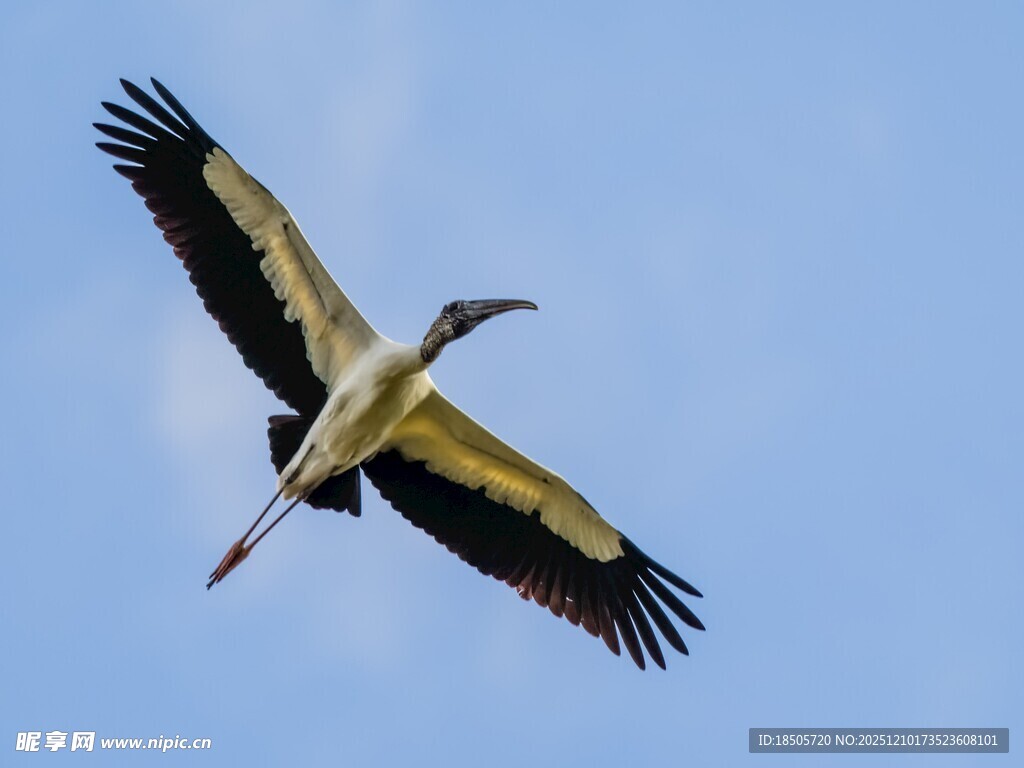 翱翔天际的白鹳