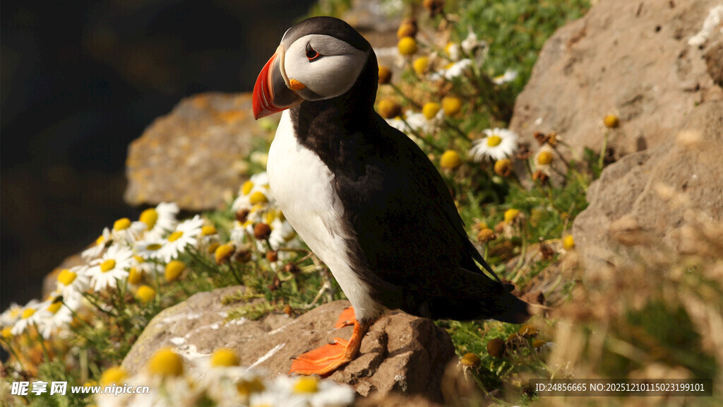 海鹦立于花丛岩石间