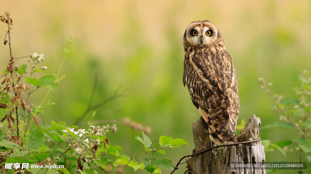 木桩上的猫头鹰