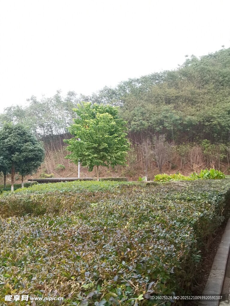 绿意盎然的园林景观