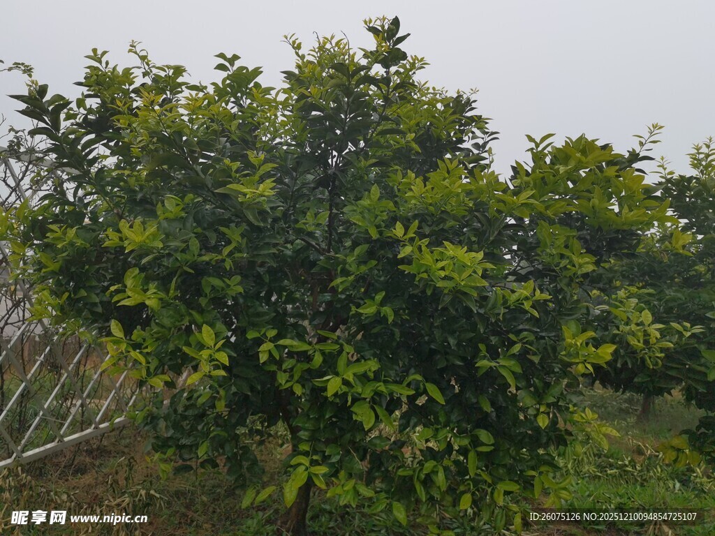 郁郁葱葱的柑橘树