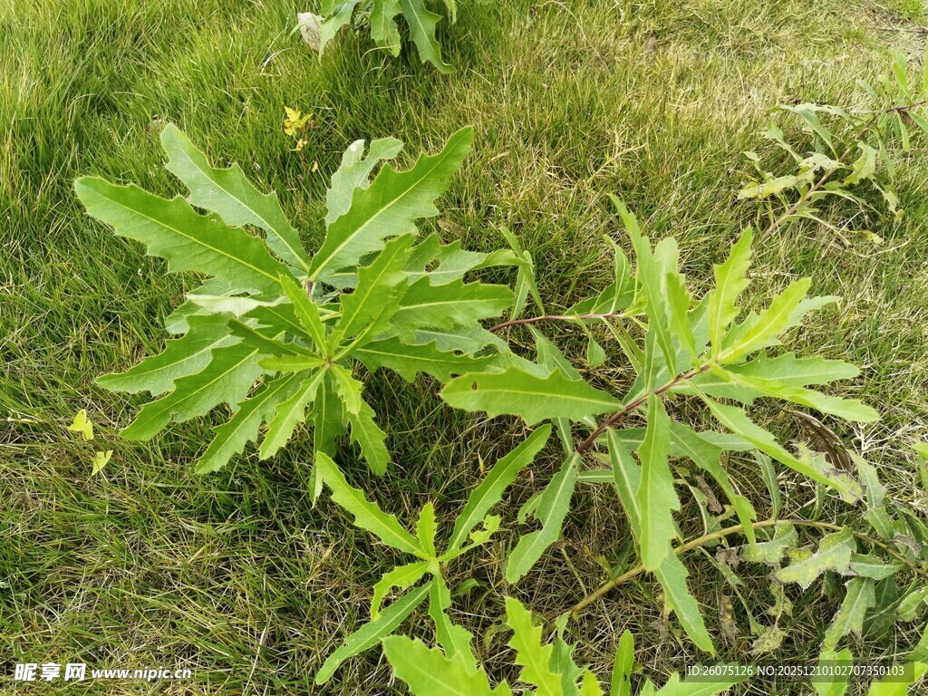 草地上的绿色植物