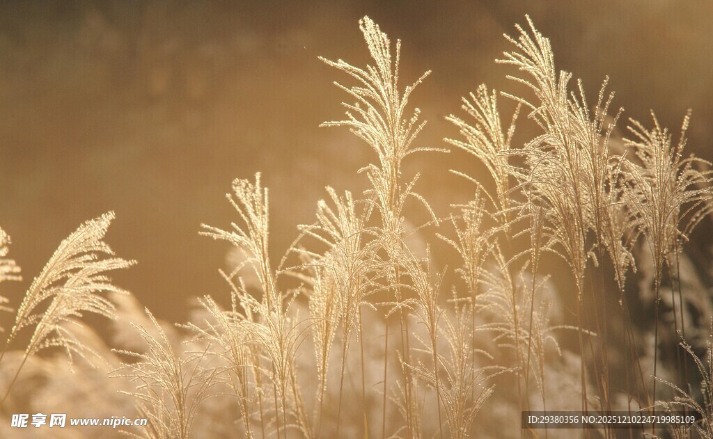 阳光下的芦苇草