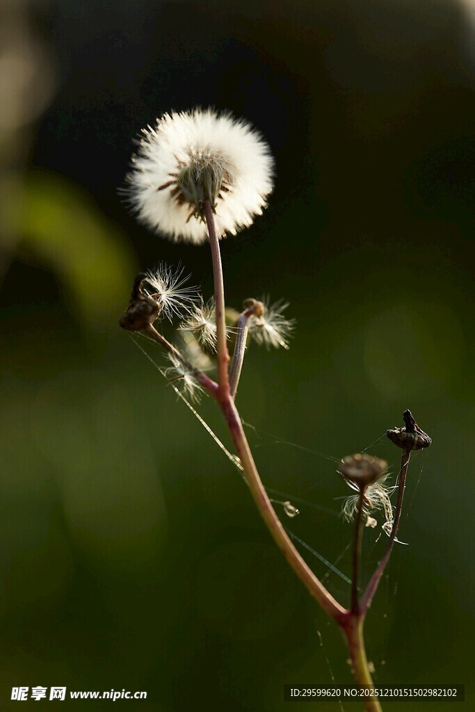 蒲公英特写