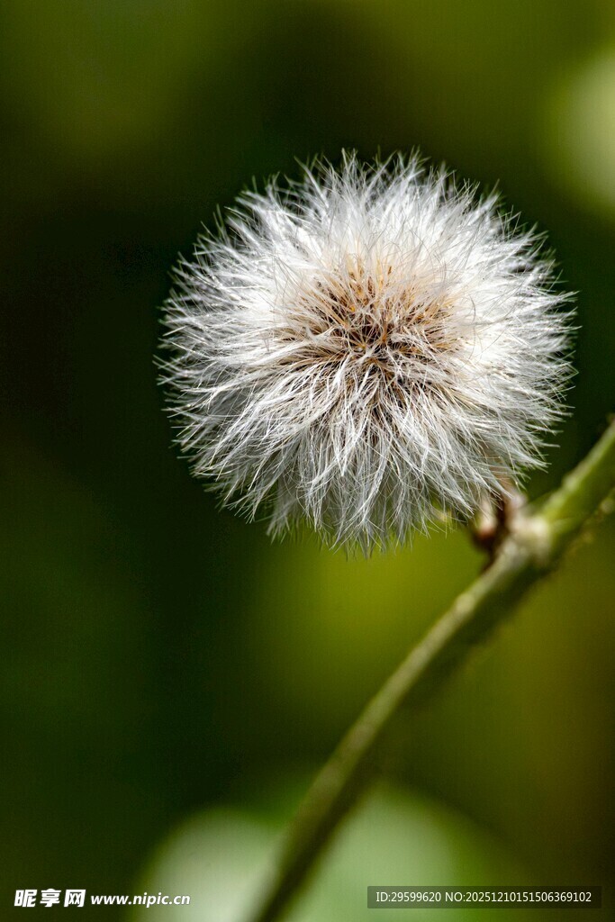 蒲公英特写