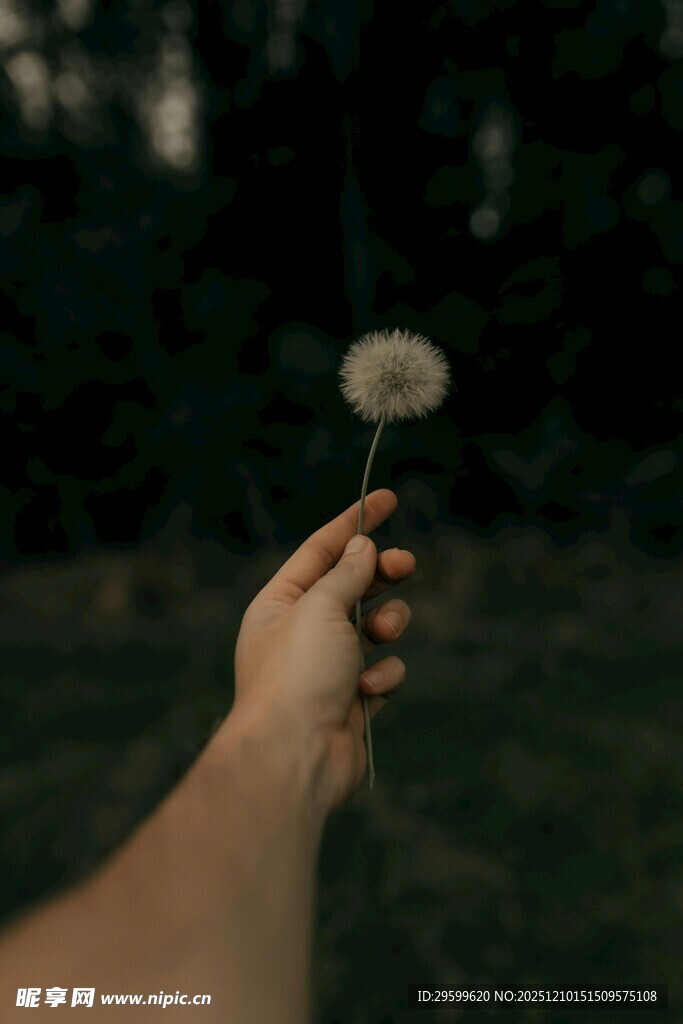 手捧蒲公英的静谧瞬间