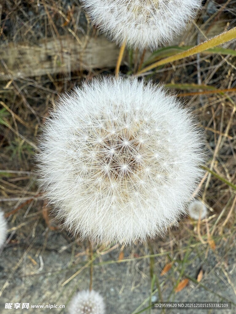 蒲公英特写 