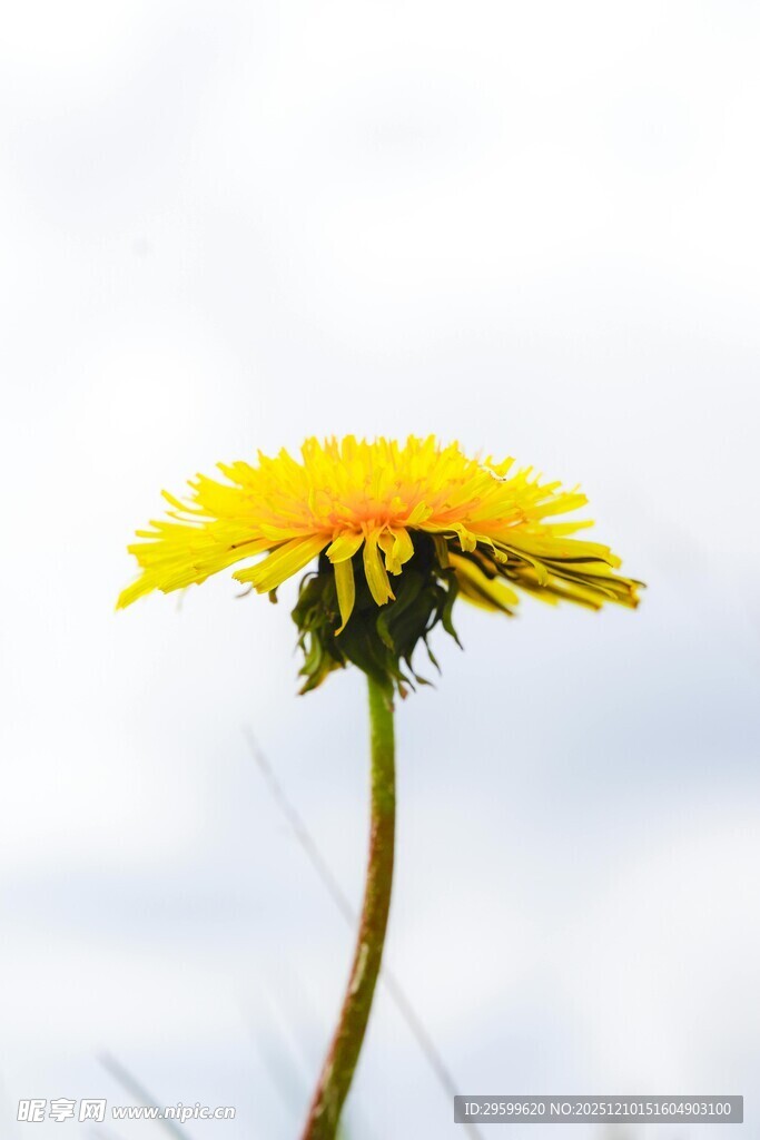 阳光下的黄色蒲公英