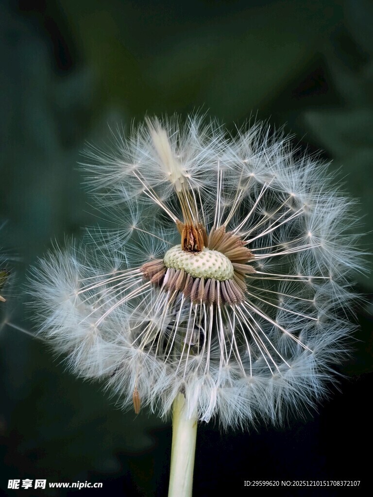 蒲公英特写 